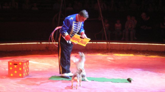 hund barelli dompteur dressur mnnchen show hund manege zirkus 