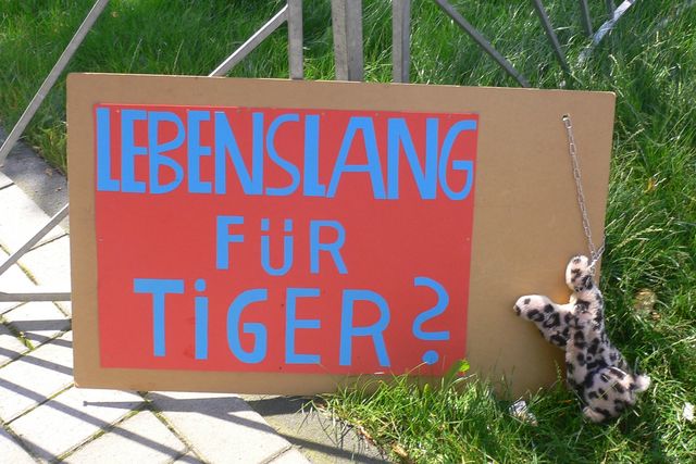 katzen in haft kette raubkatzen tierschutz schild tiger gef�ngnis lebensl�nglich 