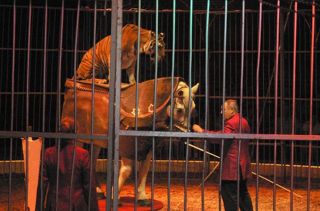 baby, nenn mich tiger! ritt tiger pferd reiten zirkus weltsensation barelli show dompteur dressur 