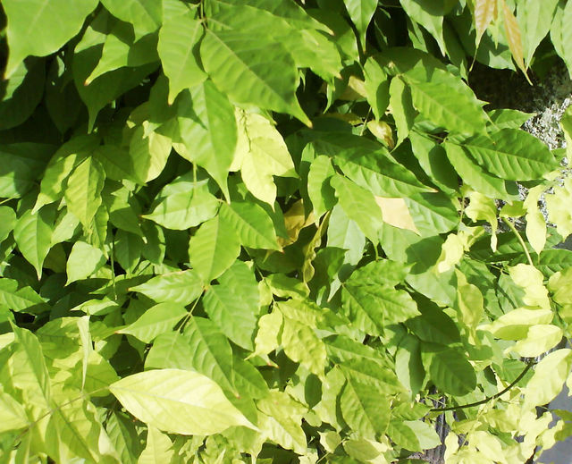 gr�n gr�n natur bl�tter 