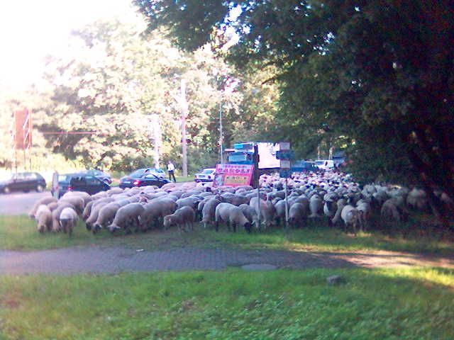 Getierwelle strasse tiere schafe 