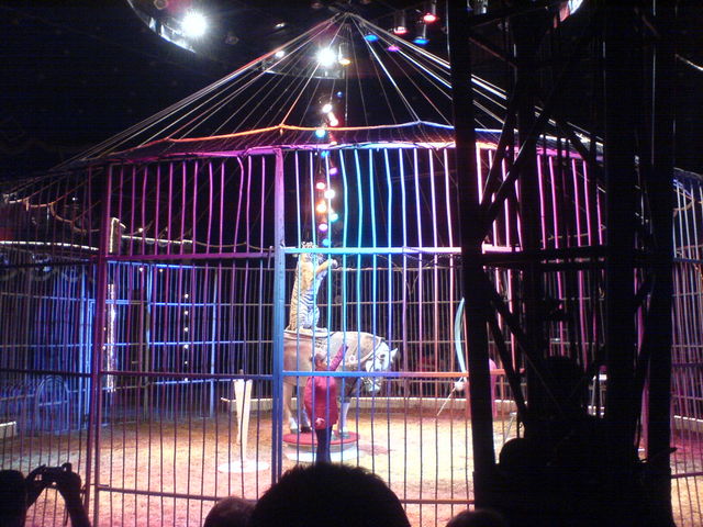 weltsensation? tiger zirkus weltsensation barelli pferd show 