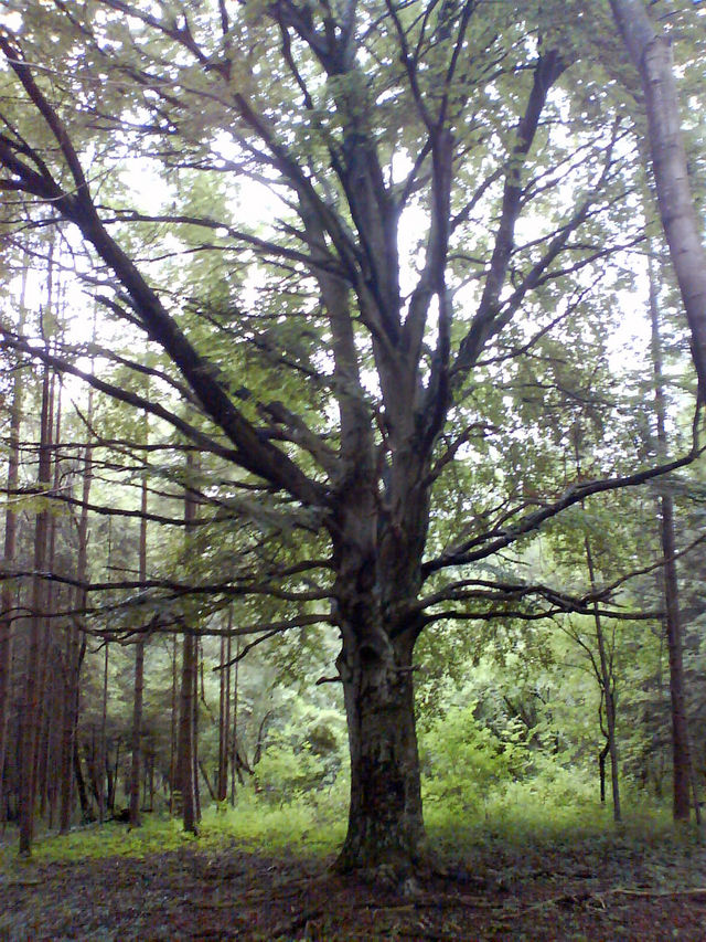 baum des [lebens/todes] bayrischerwald ste baum natur 