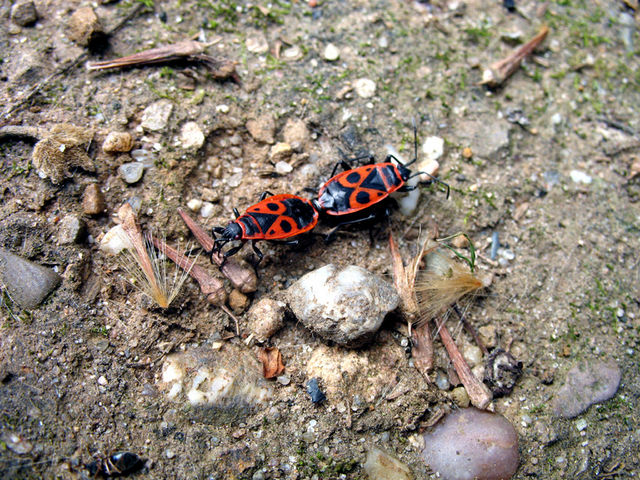 Fickifucki feuerwanzen insekten tier 