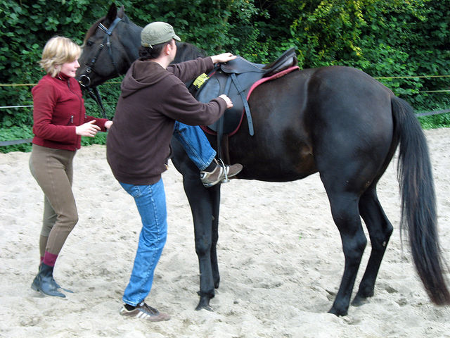 Rauf auf Horst traber tier pferd reiten horst 