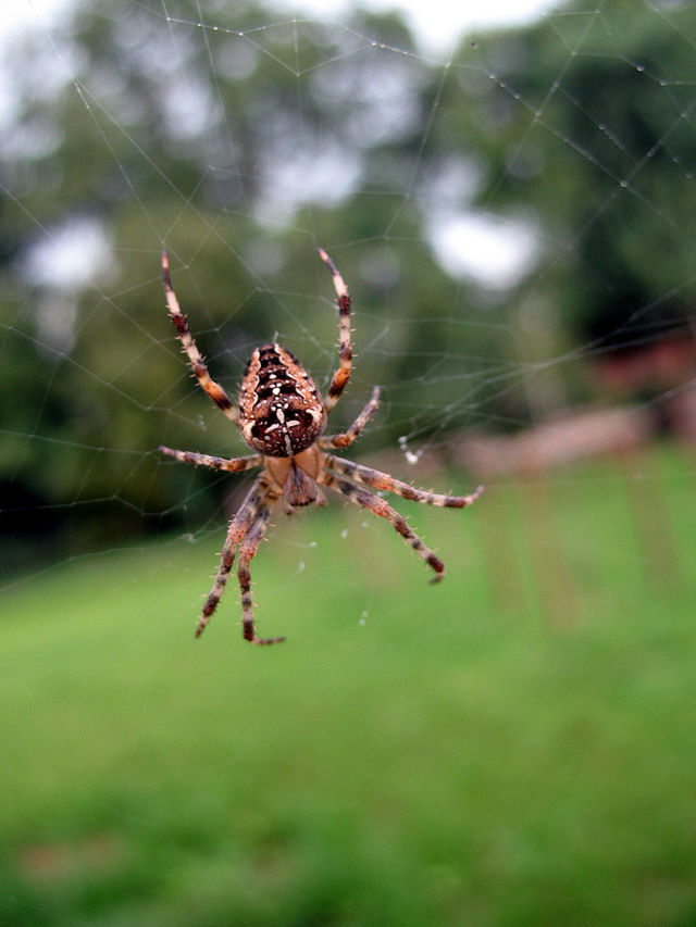 Schpeid insekt tier spinne 