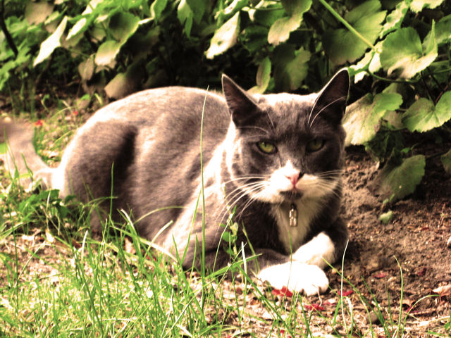 Gartentiger. mika katze rasen garten chef 