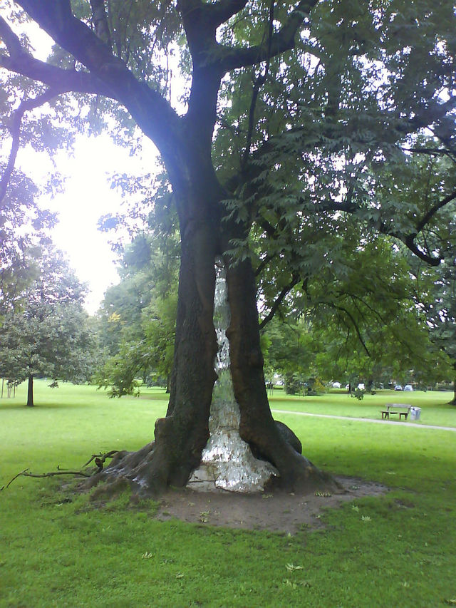 glamtree baum park spiegel lindenthal 