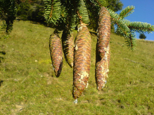 Klischee harz tannenzapfen �sterreich klischee 