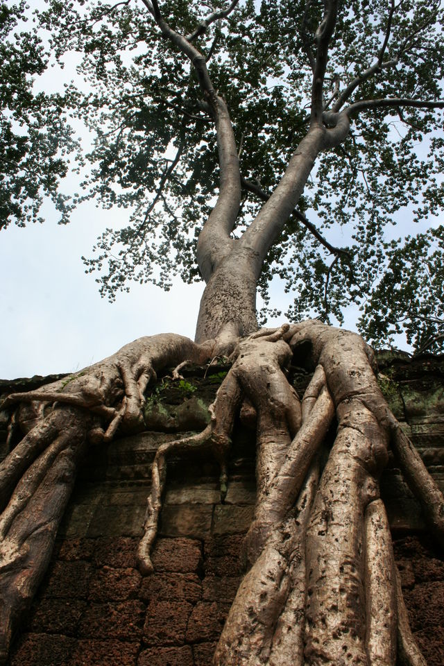 Aufgesetzer baum natur stein wurzel tempel kambodscha angkor 