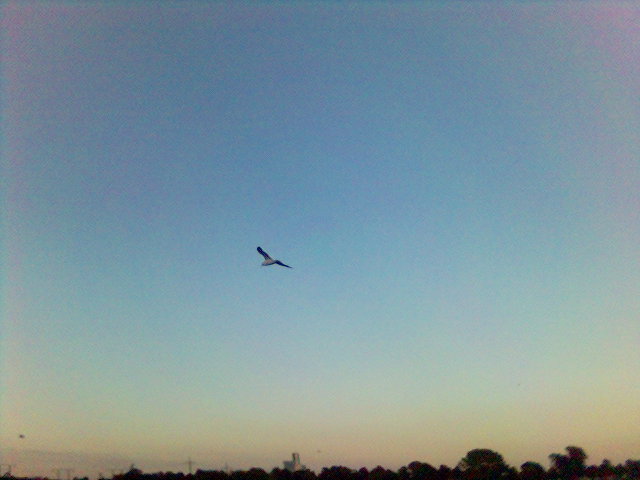 I am sailing (denkt sich die M�we) d�mmerung m�we rhein abendlicht cap am s�dkai 