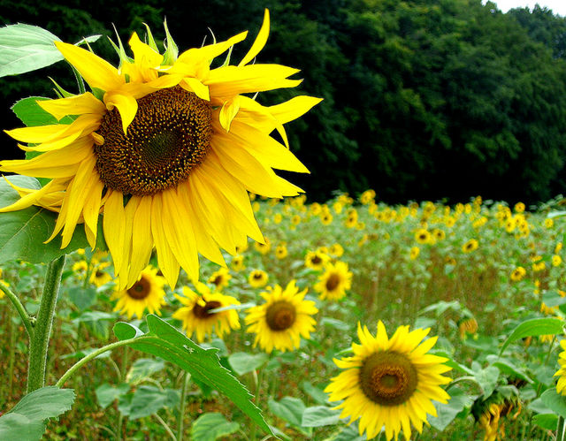  blumenfeld sonnenblume botanik hannover blumen annuus helianthus 