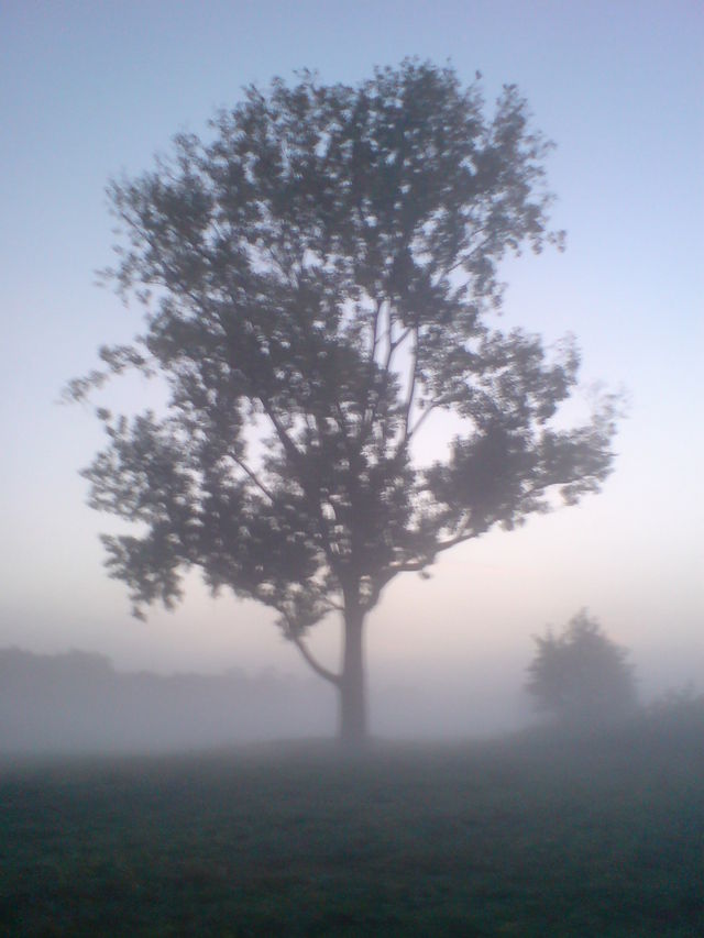 Morgengrauen 2 baum morgen nebel poll fr�h morgengrauen 