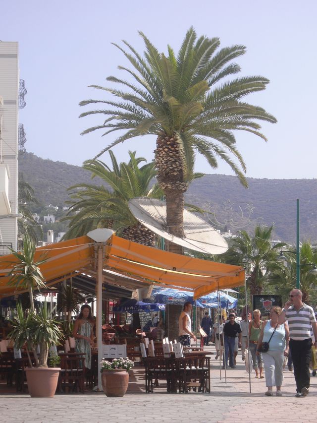 halskrause bodrum baum palme trkei schutz schirm 