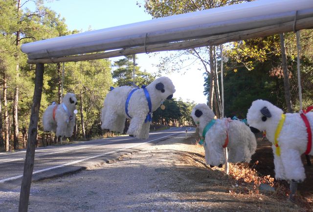 lamm, gut abgehangen lmmer tiere lamm trkei schafe 