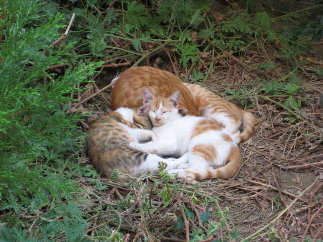 Katzenhaufen hotel katzen trkei haufen kusadasi 