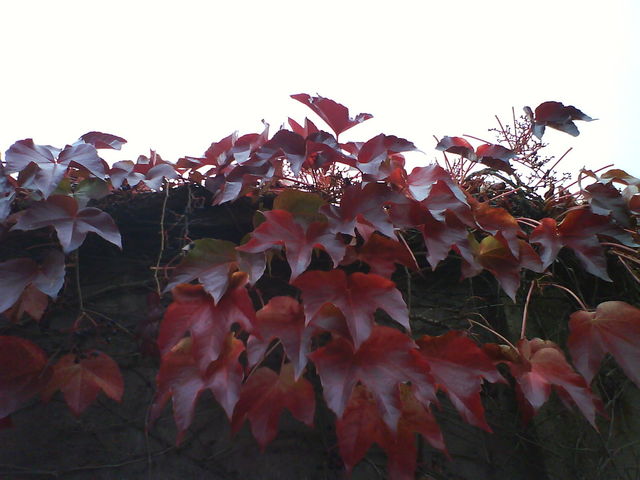 Blutpflanze blut herbst nebel bl�tter 