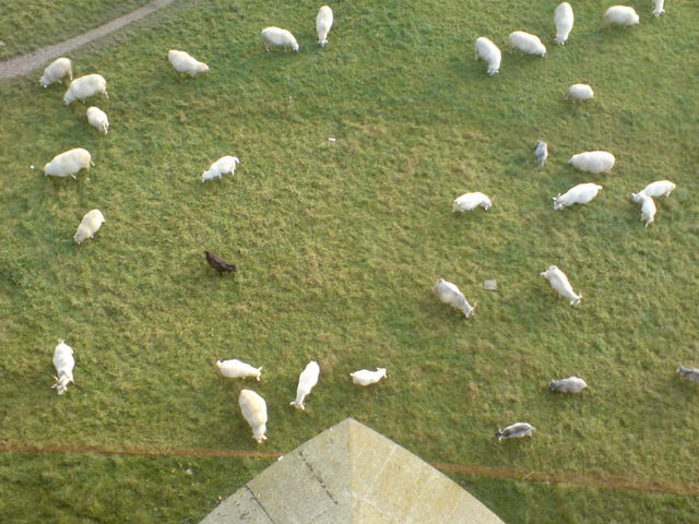 M�������������H!!! wiesen poller s�dbr�cke schafe 