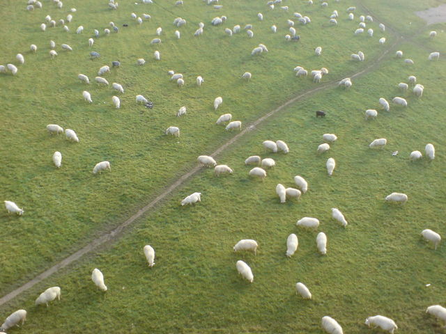 M�������HHH die zwote m�h ziegen wiesen poller s�dbr�cke schafe 