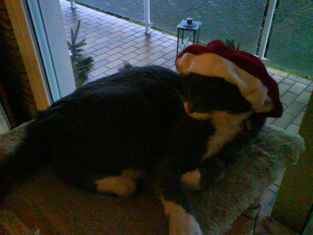 Weihnachtskater katze m�tze weihnachten mika 