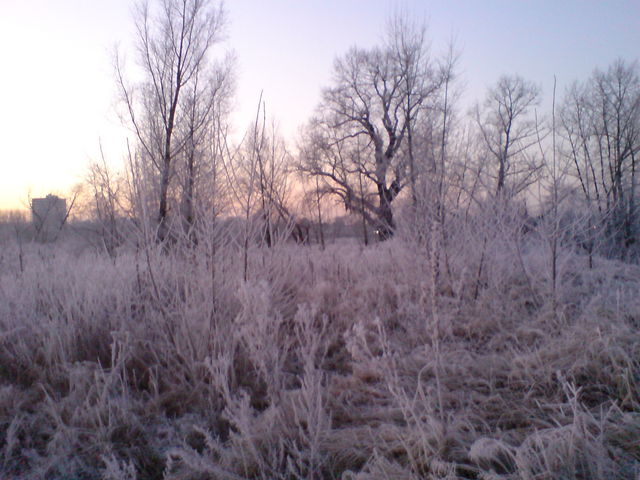 Winter morgens raureif kalt winter frost 