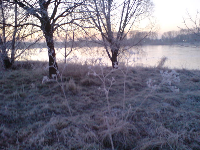 Winter rhein kalt winter raureif morgens frost 