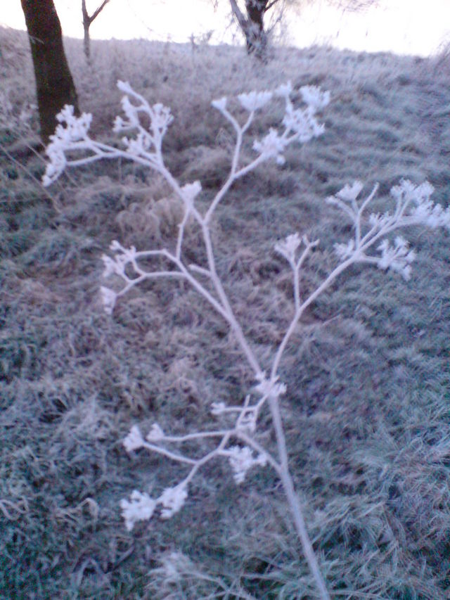 Winter frost kalt winter blumen gefroren raureif 