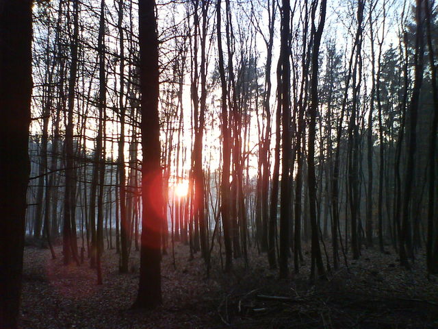 Wald. sonnenuntergang wald weihnachten homburg saarland spazieren 