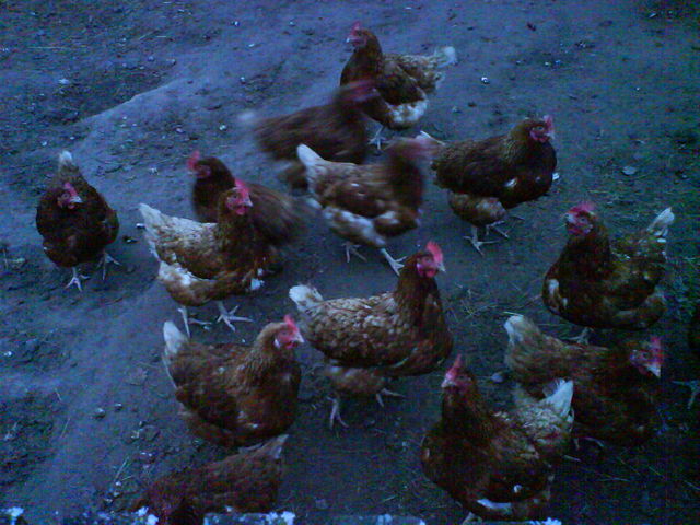 H�hnerauflauf h�hner weihnachten garten homburg saarland 