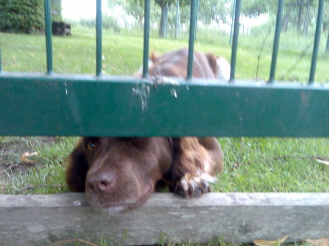 Hundeleben gefangenschaft puppy hund s�� 