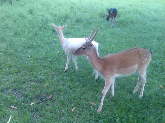 Wie ich seh sind sie Reh bambi hirsch reh 
