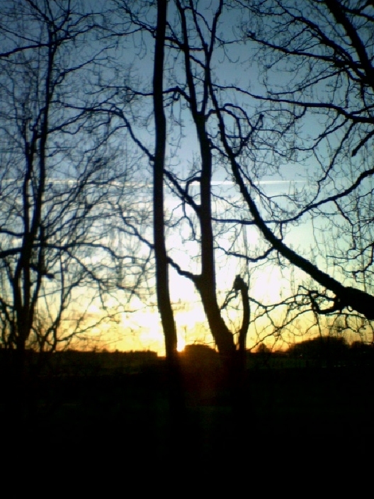 ruhrgebiet 1 baum essen sonnenuntergang ruhrgebiet 