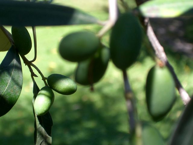 Olive gardasee olive olivenbaum garten 