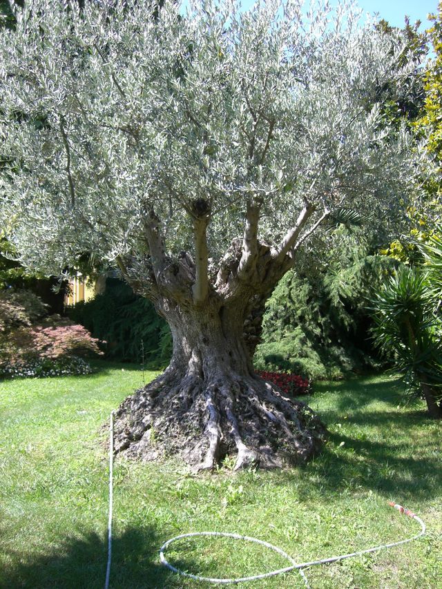 Olivenbaum baum garten olive 