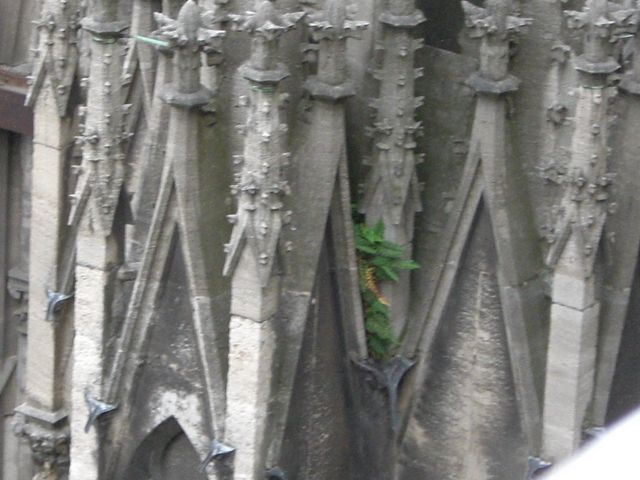 Kleiner Farm auf groem Dom farn dom stein leben 