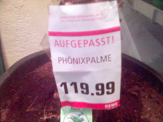 Aufgepasst! aufgepasst phoenix palme pflanze preis teuer rewe 