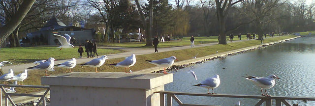 in reih und glied glied reih vogel vgel aachener weiher 