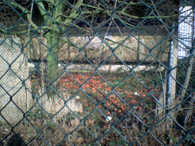 die tomate fllt nicht weit vom stamm gromarkt baum mll gemse kohl 3000 