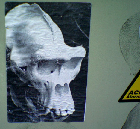 soooo'n sch�del affe kopf sticker sch�del totenkopf 