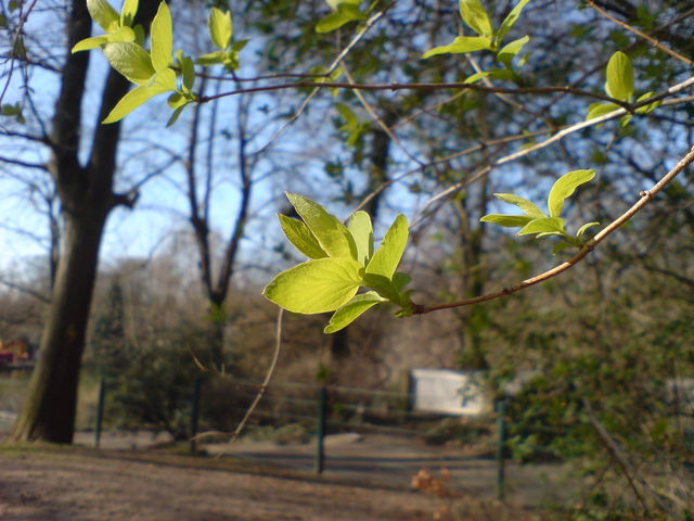 Frhling! frhling grn sonne volksgarten bltter 