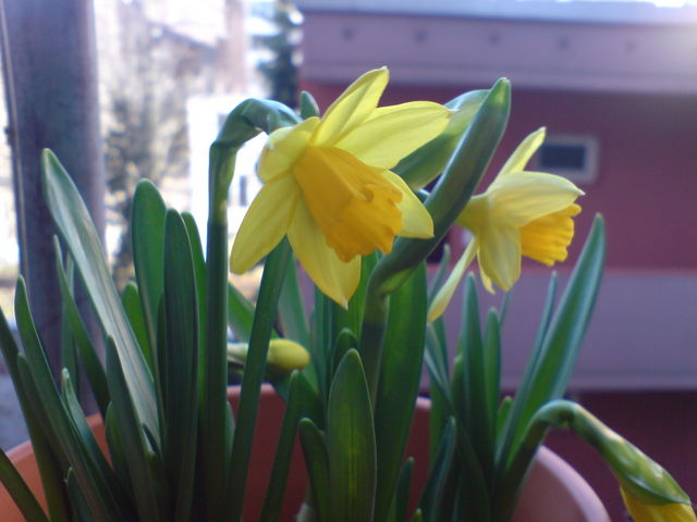 Fr�hling! 2 osterglocken fr�hling 