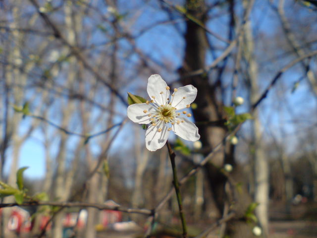 Frhling! 3 frhling grn sonne blte knospe 