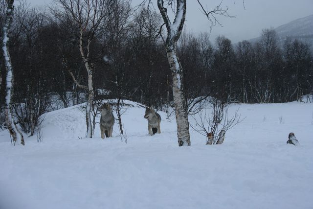 Wlfe wlfe zoo wolf nordkap2008 