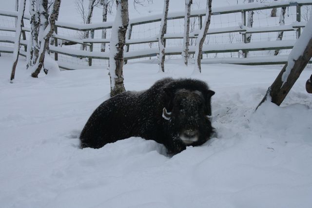 B�ffel...oder sowas... zoo norwegen b�ffel nordkap2008 