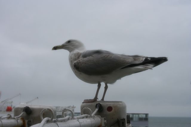 M�we dreist f�hre m�we nordkap2008 