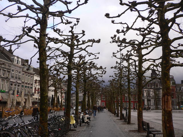 allee allee bume maastricht 