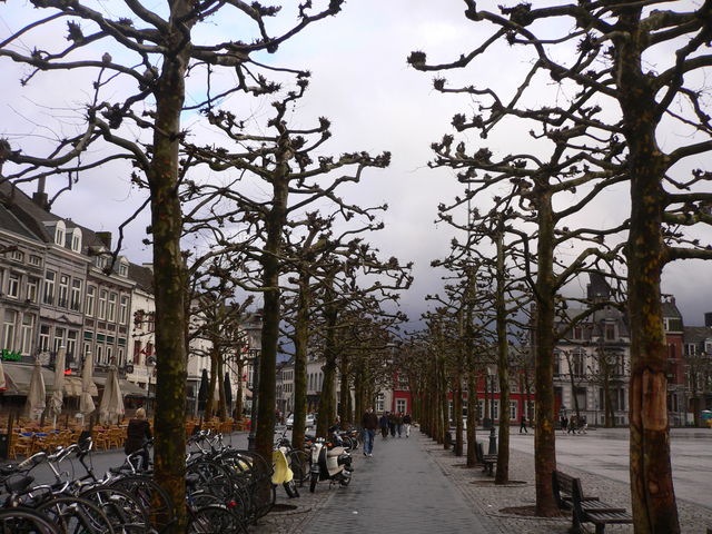 allee allee b�ume maastricht 