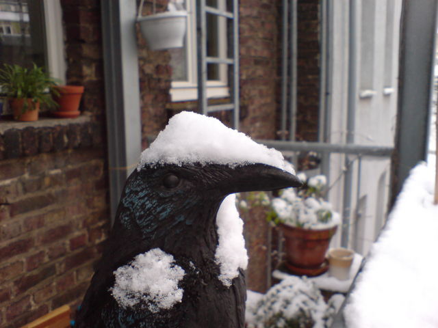 Max Rabe mit M�tze m�tze schnee rabe 