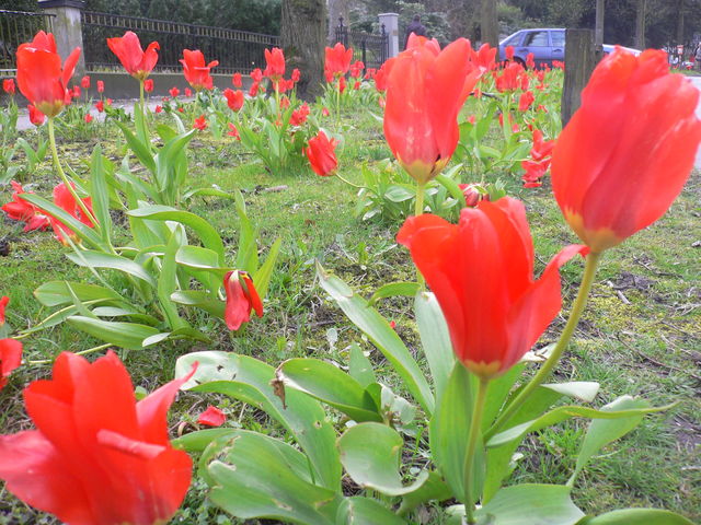 frhling an der alster blumen hamburg tulpen 