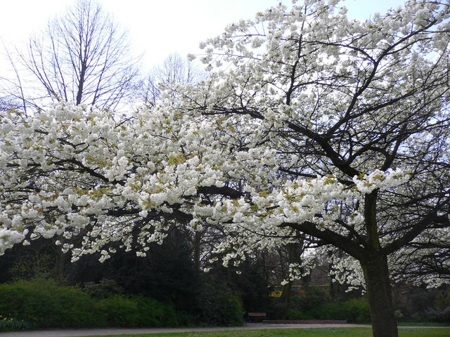 wlkchenbaum blten baum frhling hamburg 